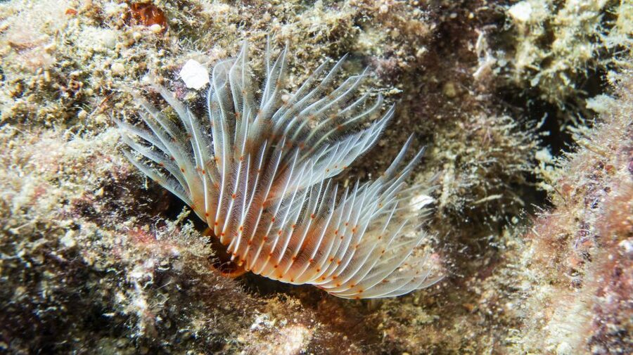 Alanya: 2 Guided Scuba Dives with Lunch and Hotel Transfers - From your Alanya hotel to the harbor