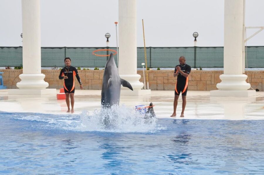 Alanya: Dolphin and Seal Show Ticket with Hotel Transfers - Why hotel transfers can be worth paying for