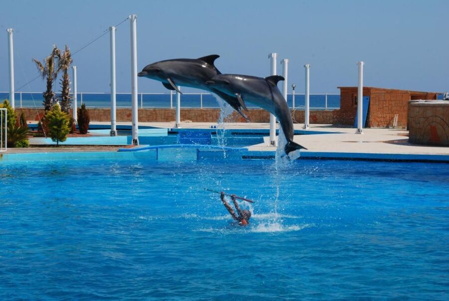 Alanya: Dolphin and Seal Show Ticket with Hotel Transfers - Choosing your seat, especially with children