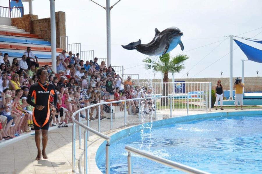 Alanya: Dolphin and Seal Show Ticket with Hotel Transfers - Photos and the extra-cost swim option