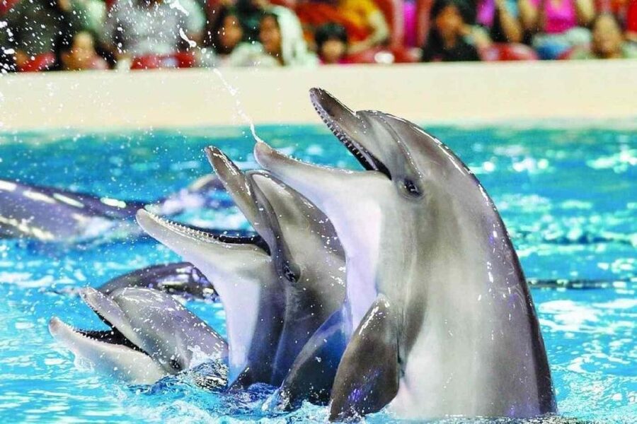 Alanya: Dolphin and Seal Show Ticket with Hotel Transfers - Dolphins take the first turn