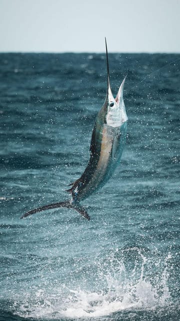 Alanya: Fishing Tour with Equipment and Lunch - Value at $104 per person