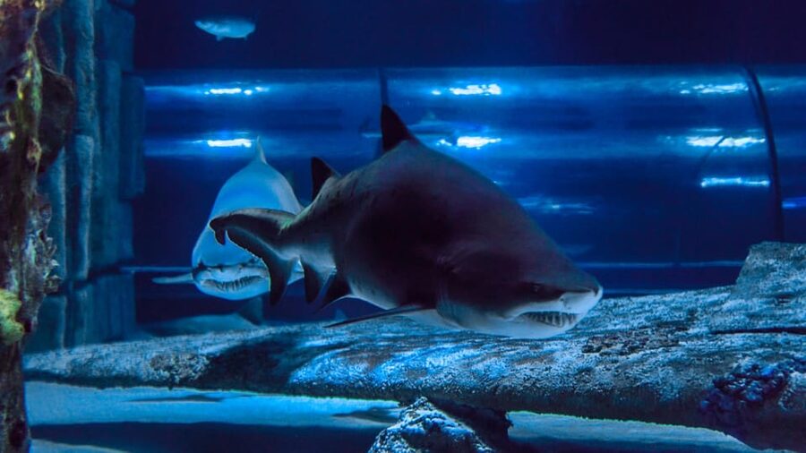 Antalya: Aquarium and Wax Museum Entry Ticket - Who should book this experience?