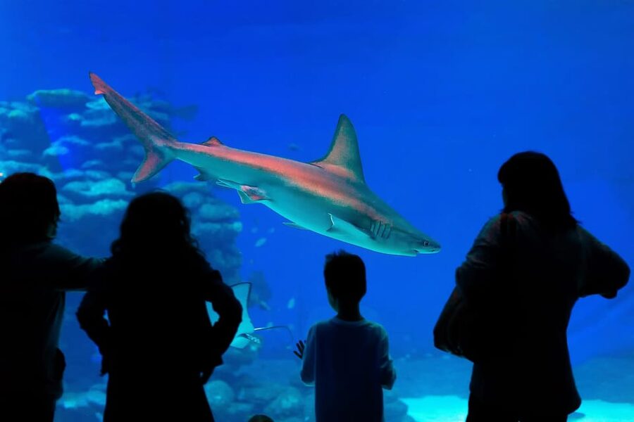 Antalya: Aquarium and Wax Museum Entry Ticket - Should you book the Antalya Aquarium and Wax Museum ticket?