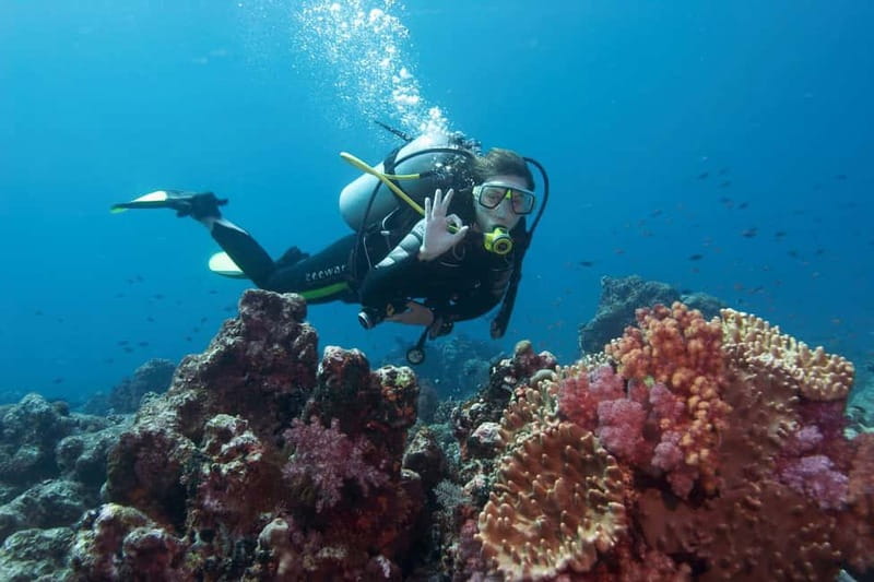 Antalya/Kemer: 2 Dives Scuba Diving Trip with Lunch - How good is the underwater life?