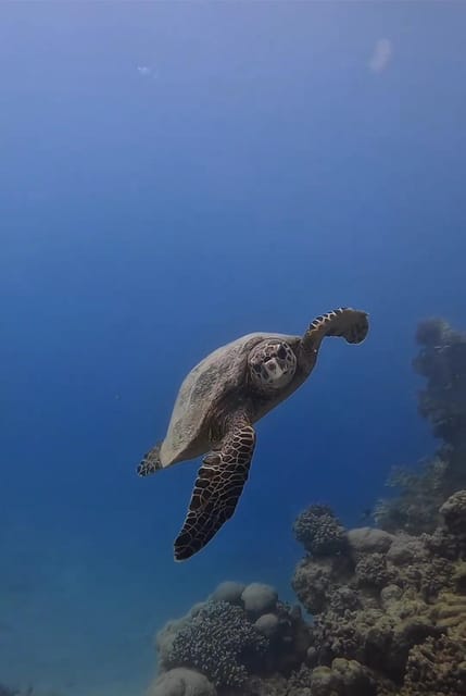 Antalya, Side and Alanya: Scuba Diving with Lunch & 2 Dives - Is it worth booking?