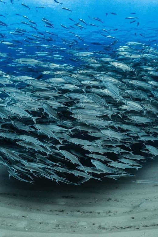 Antalya, Side and Alanya: Scuba Diving with Lunch & 2 Dives - What the $44 price really covers