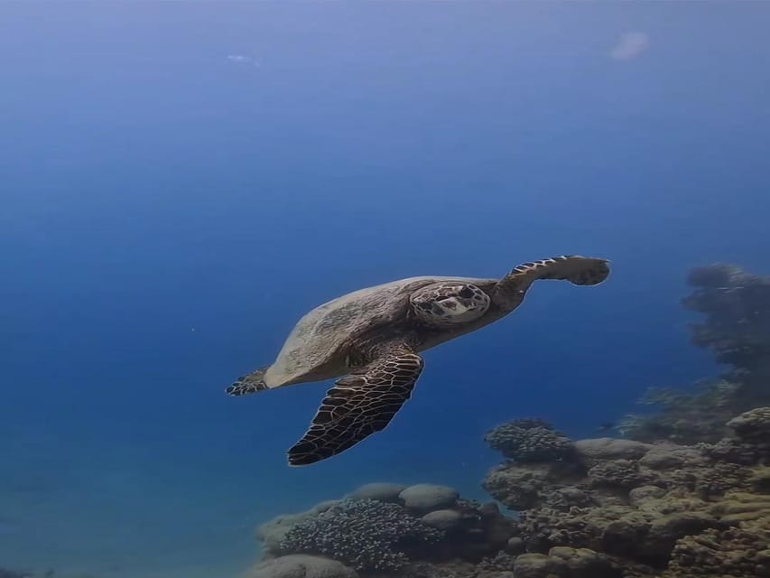 Antalya, Side and Alanya: Scuba Diving with Lunch & 2 Dives - Lunch, swimming, and time on deck