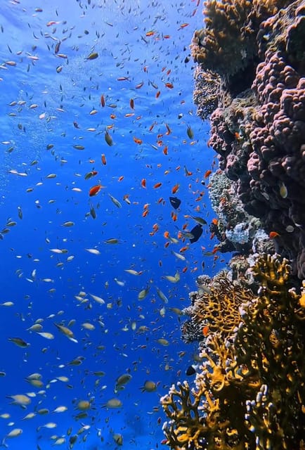 Antalya, Side and Alanya: Scuba Diving with Lunch & 2 Dives - The second session at about 12 meters