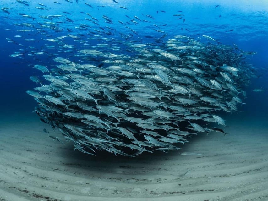 Antalya, Side and Alanya: Scuba Diving with Lunch & 2 Dives - Who will enjoy this most