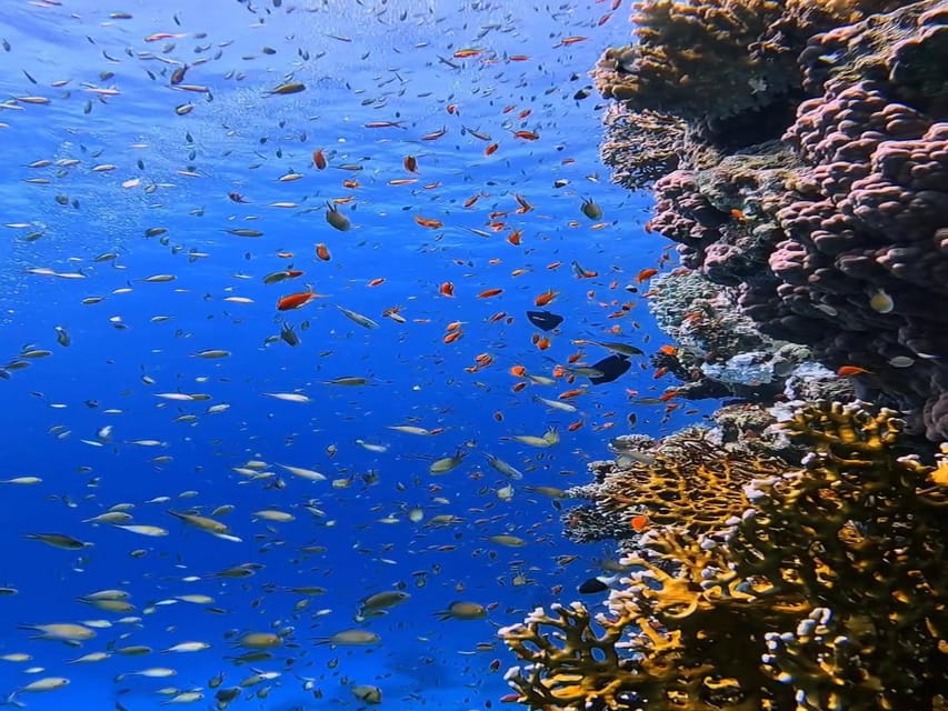 Antalya, Side and Alanya: Scuba Diving with Lunch & 2 Dives - Practical details that affect your day