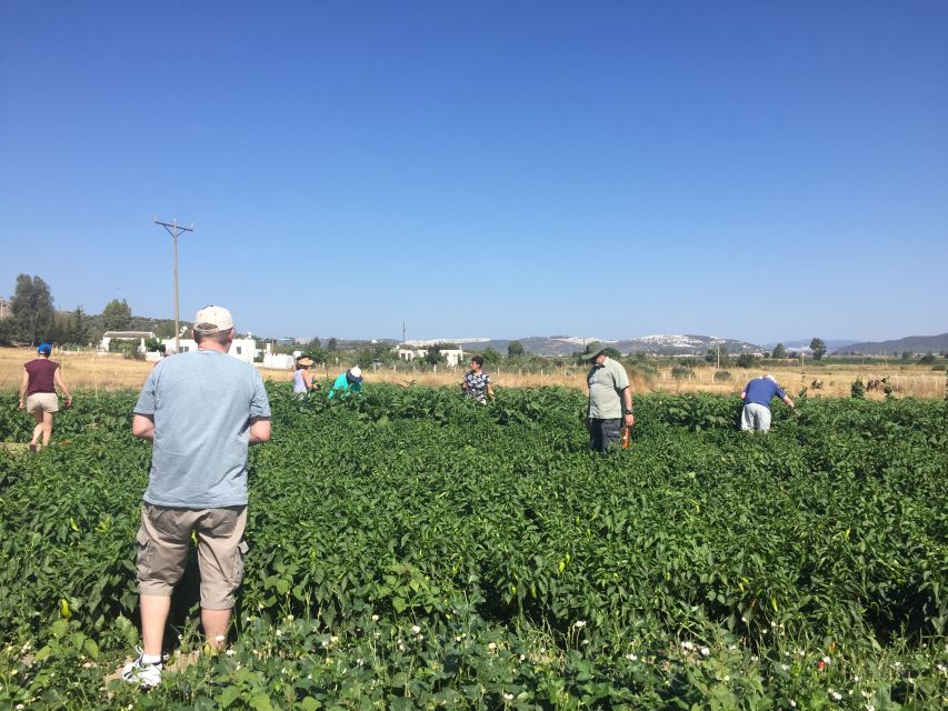 Bodrum: Market Visit and Cooking Class - Who will enjoy this most