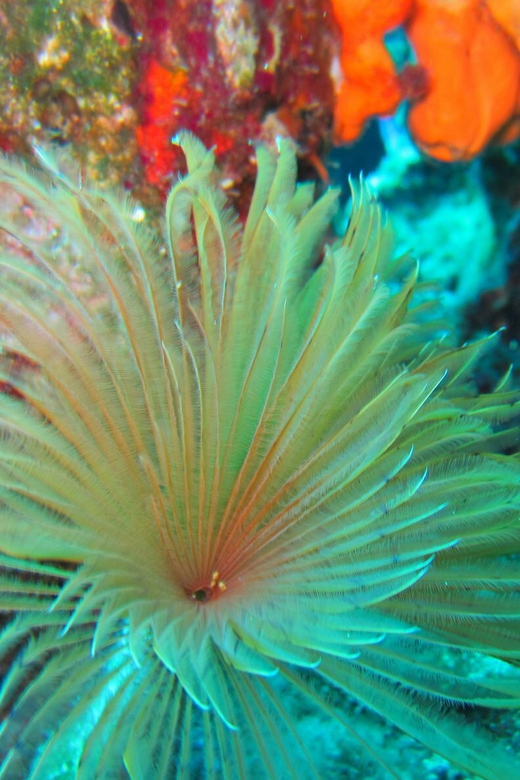 Bodrum: Scuba Diving Trip with Lunch - What the $81 price really covers