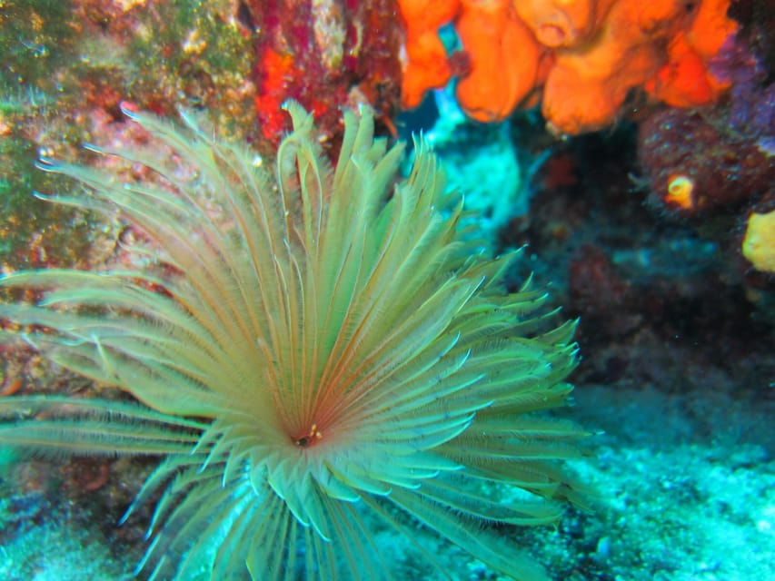 Bodrum: Scuba Diving Trip with Lunch - A fair look at the weak points