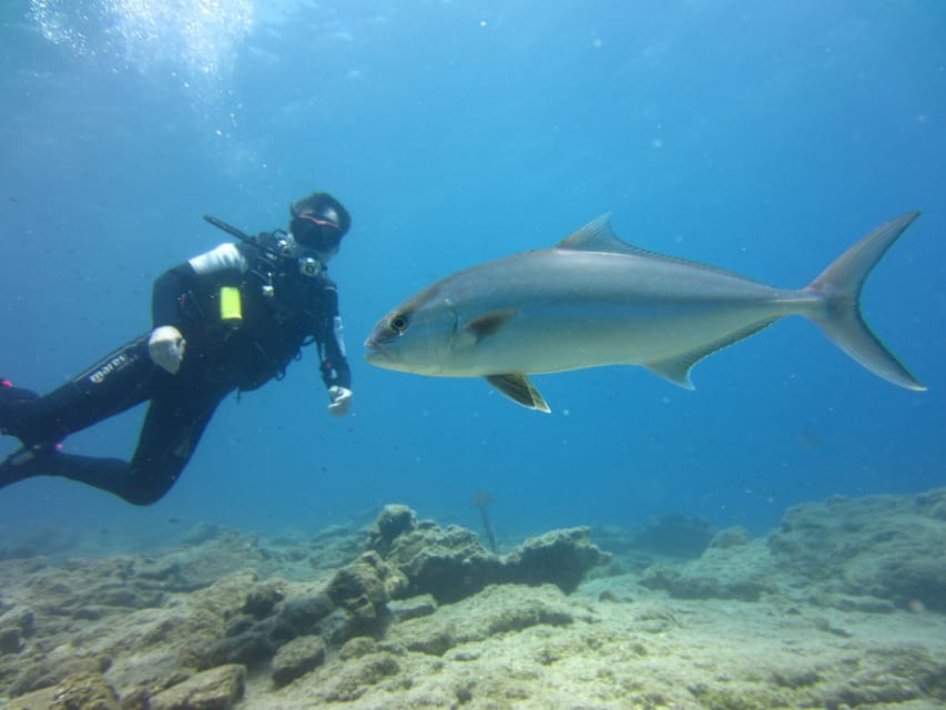Bodrum: Scuba Diving Trip with Lunch - Should you book Bayside Boat Tours?