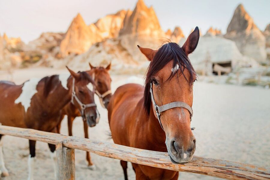 Cappadocia: Horse Riding w/Sunrise & Sunset Option - What is included for $35?