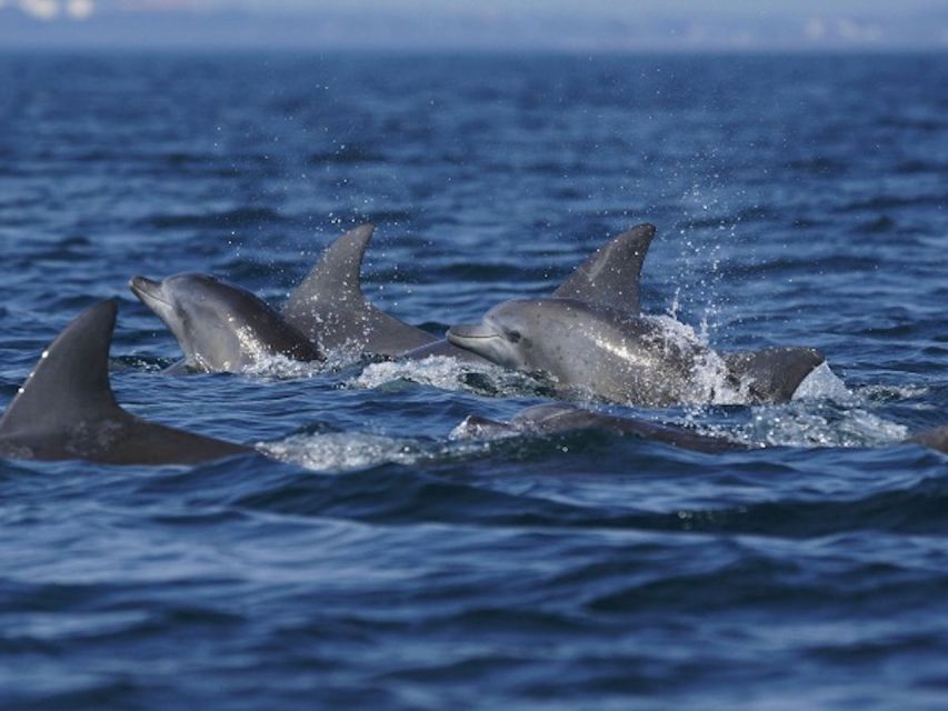 City of Side: Dolphin Island Boat Tour with BBQ & Foam Party - Dolphin Island and the foam party