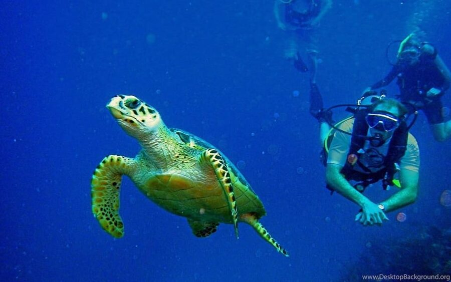 Diving Tour from Alanya & Side with Lunch - 2 Dives Included - Key points to know before booking