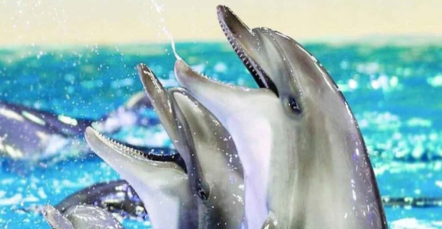 From Belek: Dolphin Show with Transfers - Leaving your hotel in Belek