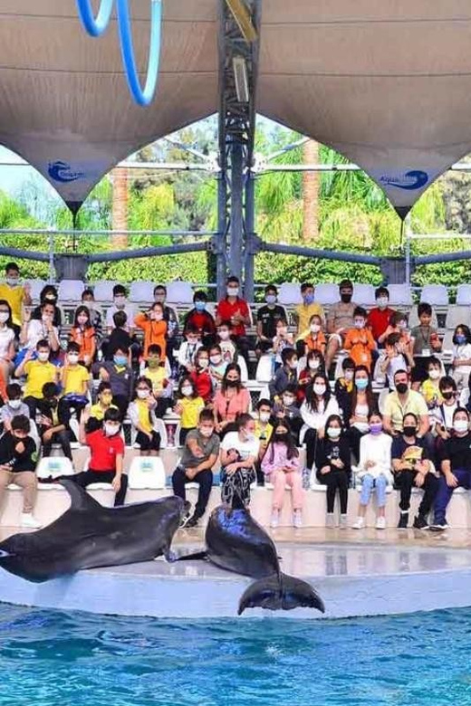 From Belek: Dolphin Show with Transfers - Meeting dolphins without expecting a swim