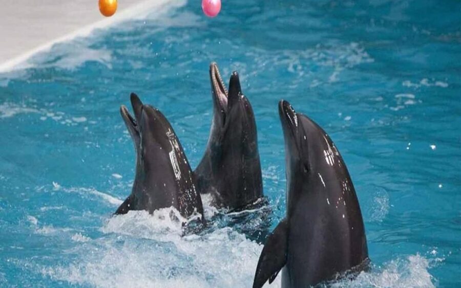 From Belek: Dolphin Show with Transfers - Timing and the 1 to 3 hour range