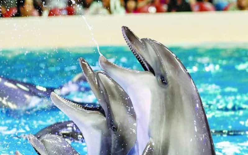 From Belek: Dolphin Show with Transfers - Inside the performance venue