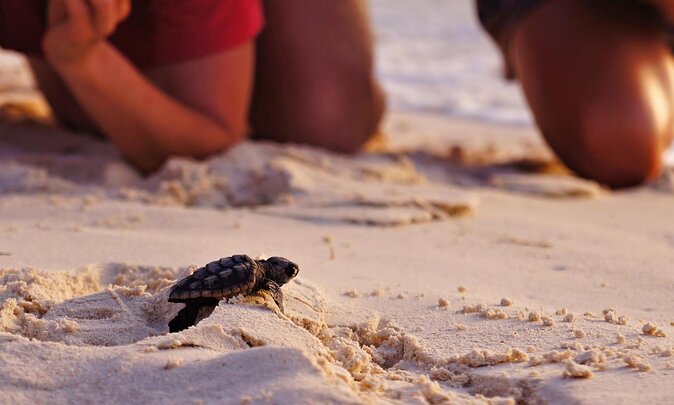 Full Day Turtle Beach Tour With Lake and Mud Baths From Marmaris - A full day from Marmaris to Dalyan