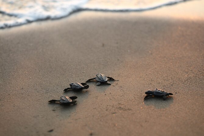 Full Day Turtle Beach Tour With Lake and Mud Baths From Marmaris - What the $30 price really includes