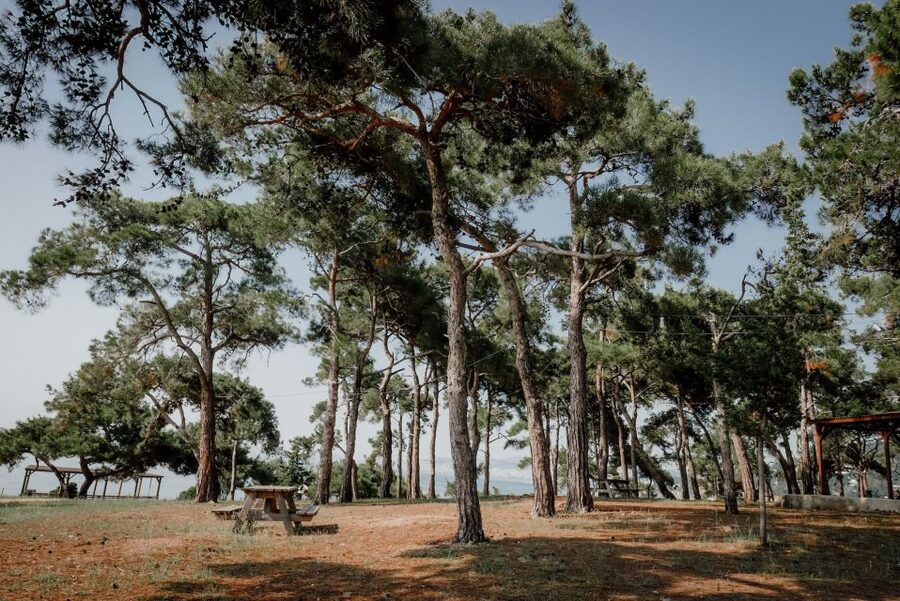 Istanbul: Princes' Islands Cruise w/Music, Lunch & Transfer - Who will enjoy this outing most