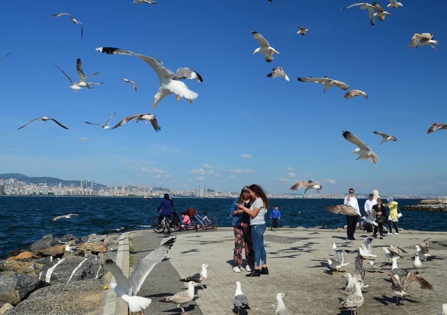 Istanbul: Round-Trip Ferry Tickets to the Princes' Islands - The former Greek Orphanage and other stops