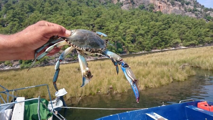 Marmaris: Dalyan Turtle Beach Tour with Mud Bath & Lunch - What the $31 price really covers