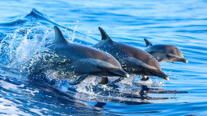 Side: Dolphin Island Boat Trip with Lunch & Unlimited Drinks - A full Mediterranean day for the price of lunch