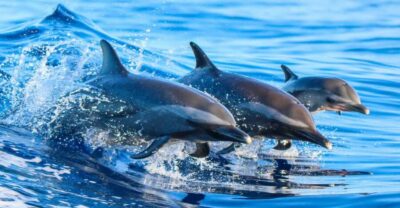 Dolphin Island Boat Trip with Lunch & Unlimited Drinks