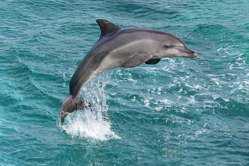 Side: Dolphins Island Cruise with Swimming Stops and Lunch - The river mouth and the first swimming stop