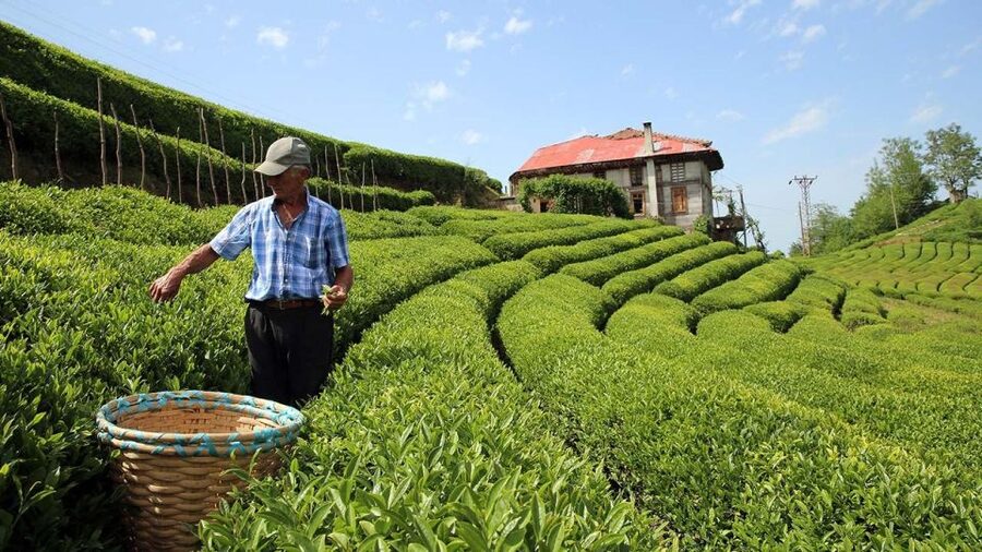 Trabzon: Uzungöl Group Tour, Explore The Nature & Taste Tea - Sürmene knives and a short workshop visit